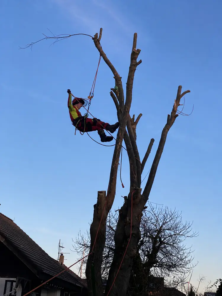 Baumfällung mit Seilklettertechnik über dem Haus, Einsatz bei Mainz