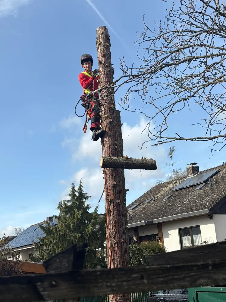 Kletterer gesichert im Baum, Einsatz bei Bad Kreuznach