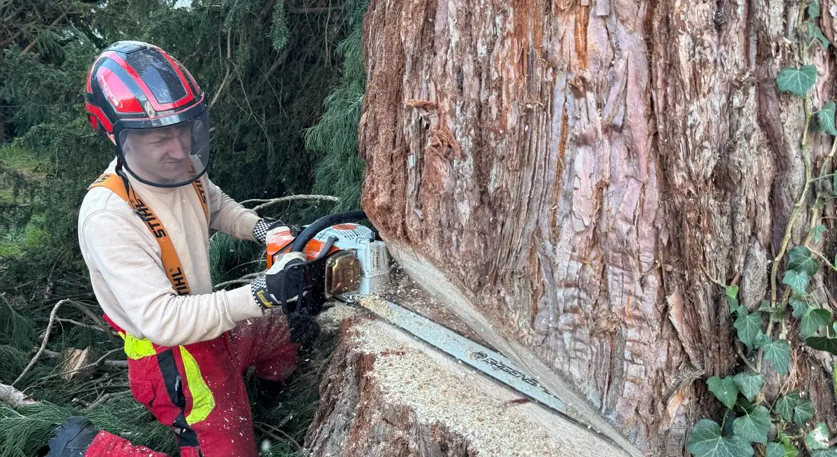 Ben Fischborn bei Baumarbeiten mit Seilklettertechnik