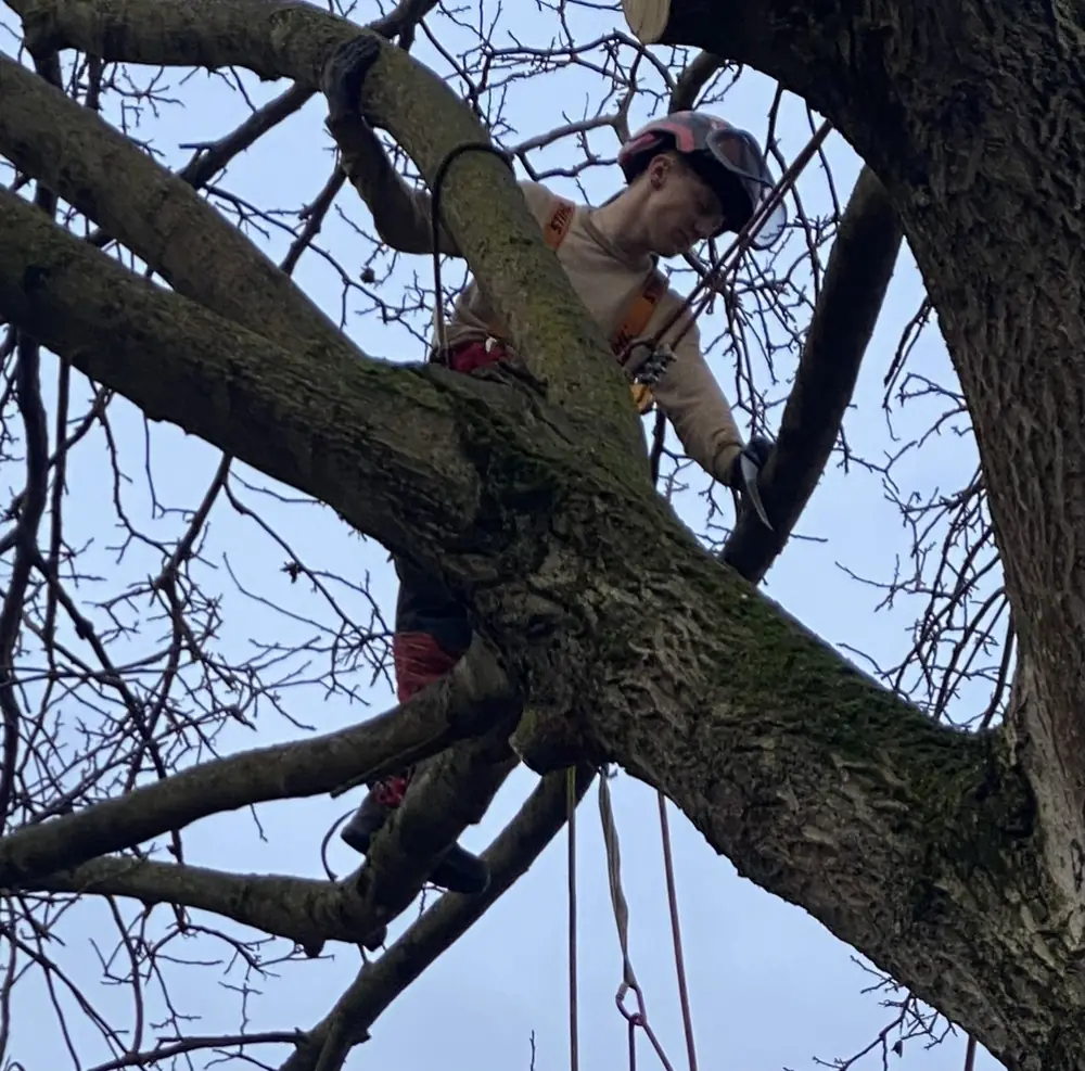 Kronenpflege mit Handsäge im Astwerk, Einsatz bei Bingen