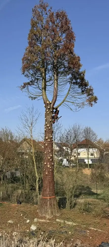 Rückschnitt einer Baumkrone, Einsatz bei Worms