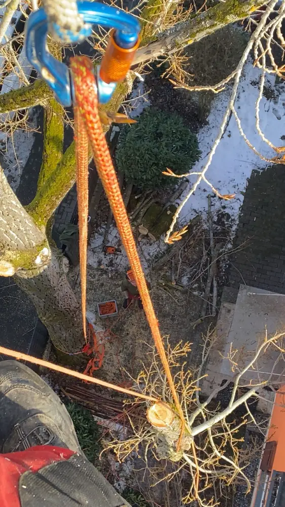Kletterausrüstung und Sicherung am Stamm, Einsatz bei Bad Kreuznach