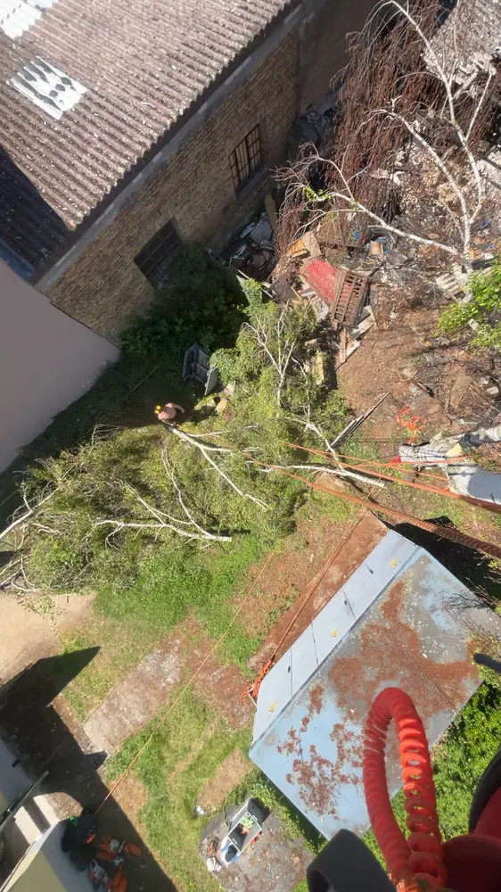Totholzentfernung in der Krone, Einsatz bei Alzey